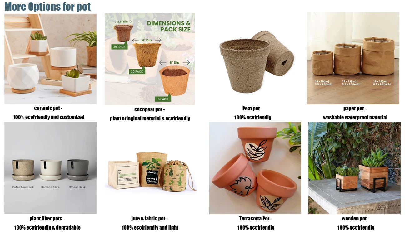 Grow Kit Gift Set white bottum mushroom hydro grow kit mushroom child garden kit