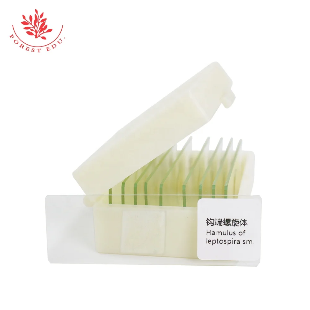 Leptospira Slide Bacterial Microbiological Specimen For Teaching Research In Standard Medical College Spirochetes