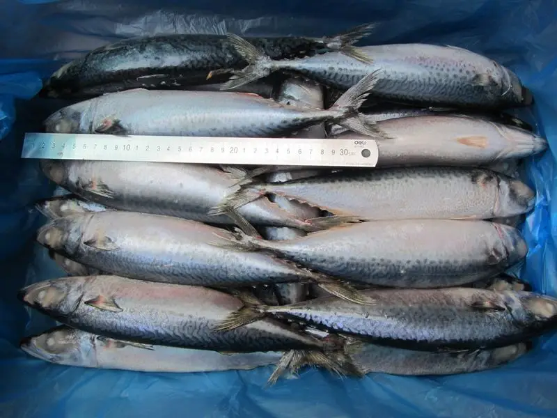 Frozen Seafood Pacific Mackerel Whole Round Fish 400 600g For Buyers In Price