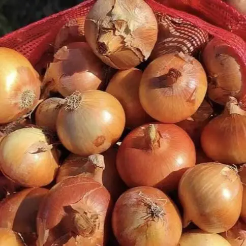 Fresh Onion Prices in India  Fresh Yellow Onion Importers in India Trade Fresh Bulb Onion