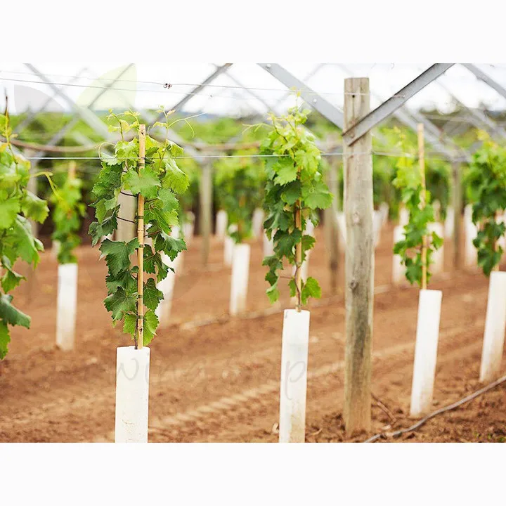 Protected Vine guards pp Corrugated Shelter Plastic Corflute correx Tree Guards