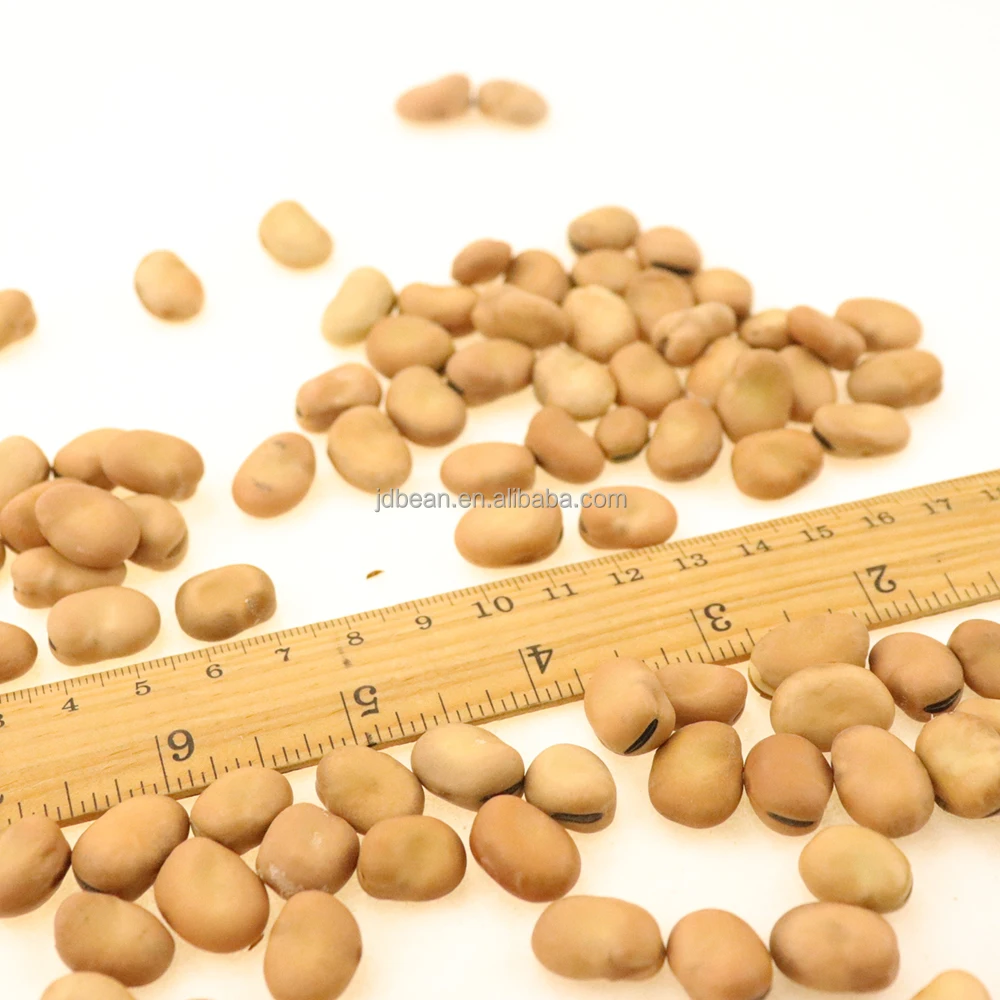 Bulk China Dried Export Organic Shelled Broad Beans / Faba Beans / Fava Beans Seed