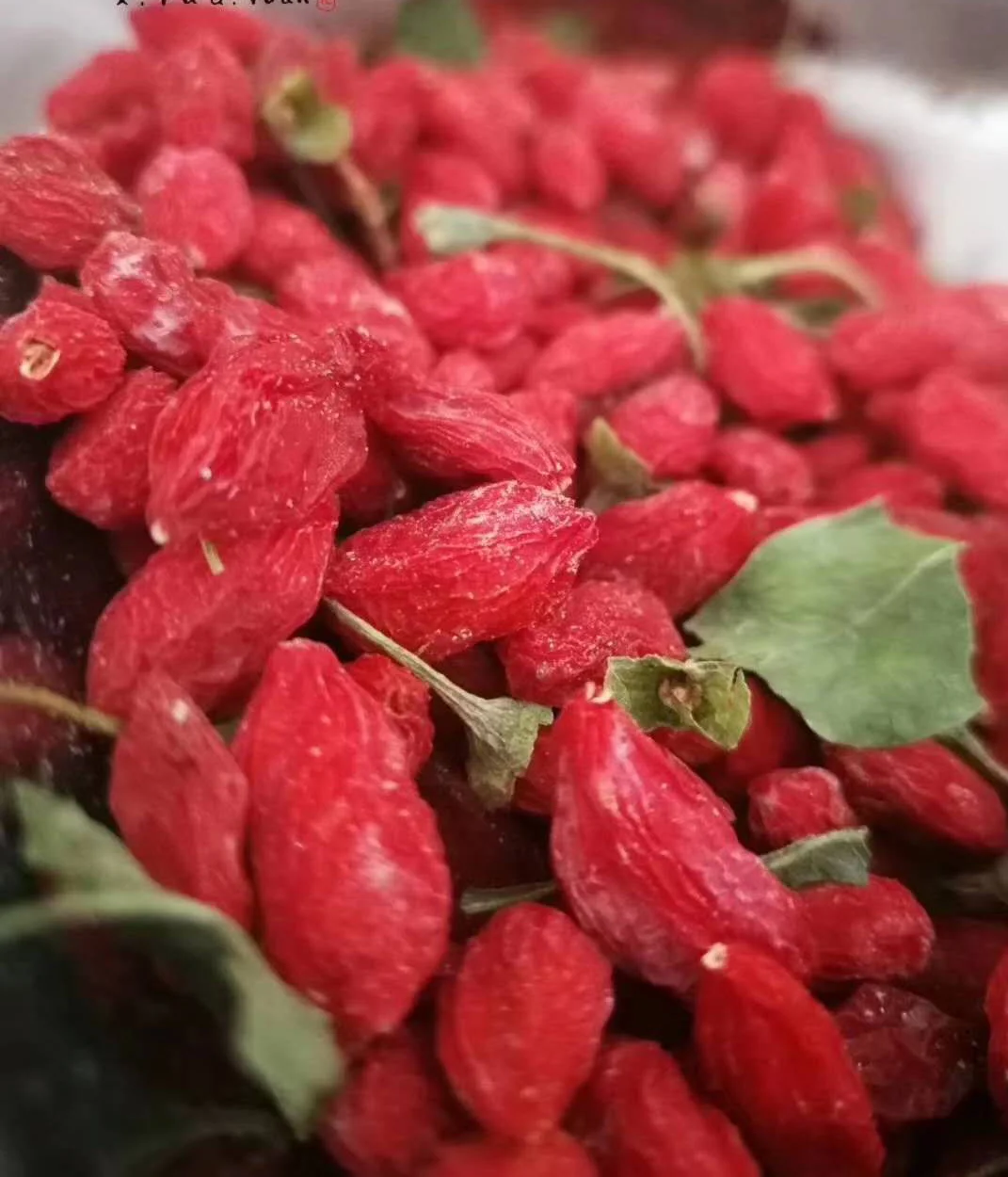 High quality Xinjiang Organic Dried antioxidant Goji Berries seeds