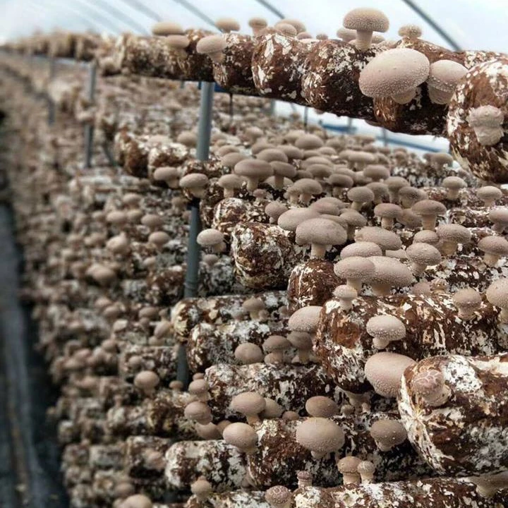
Organic Shiitake Substrate Mushroom Spawn Logs Easy Grow Mushroom Kit 