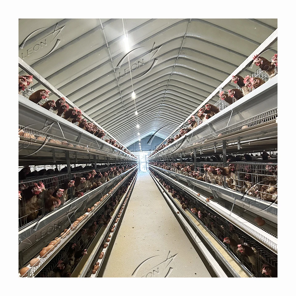 High Quality H Type Layer Birds Cages for Big Chicken Made in China