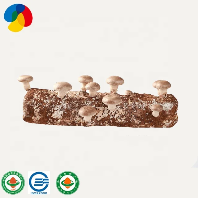 edible fungi shiitake mushroom growing kit for american farm