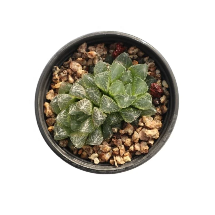 
succulents wholesale live plants indoor natural live Haworthia succulent 