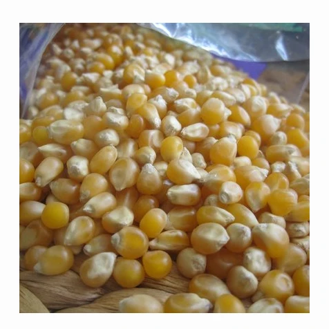 
High quality fresh animal feed yellow maize sweet corn for wholesale 