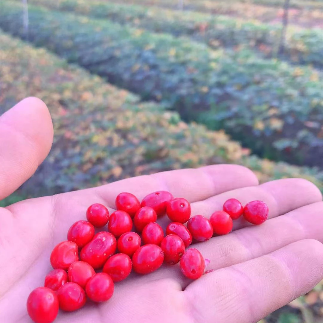 
Competitive Price Ginseng Seeds For Planting 