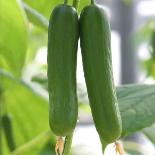 Hybrid vegetable seeds short cucumber seeds for sale