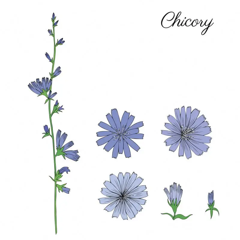 Best Seller Natural Herbal Root Powder Extract Chicory