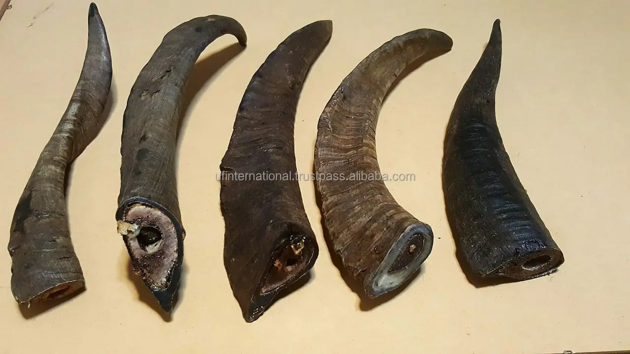  Козий гудок лучшая вода буйвол дешевая цена натуральный продукт Декор для дома и продажи