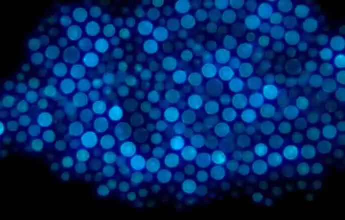 
Entry-level upright fluorescence microscope MF31 