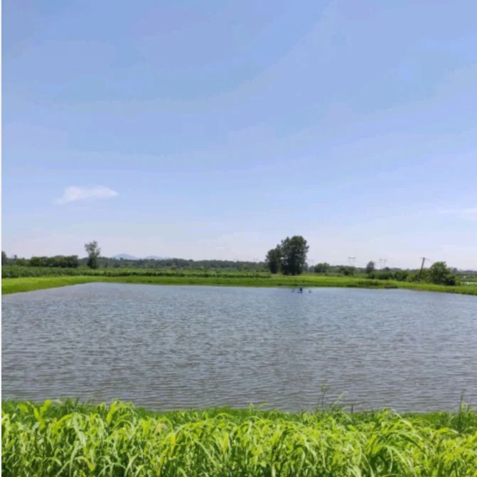 denitrifying bacteria  reduce nitrite