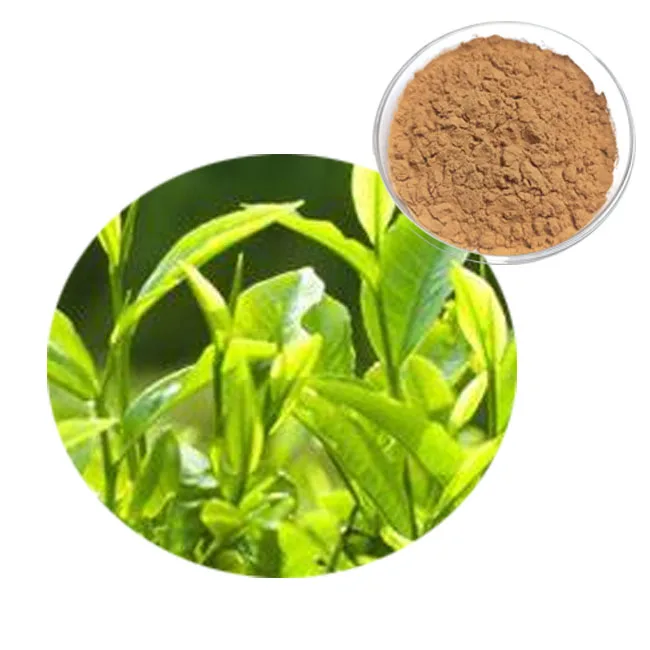 ISO Factory Green Tea Extract EGCG 50% Powder Supply Natural Green Tea Extract Tea Polyphenols 98%