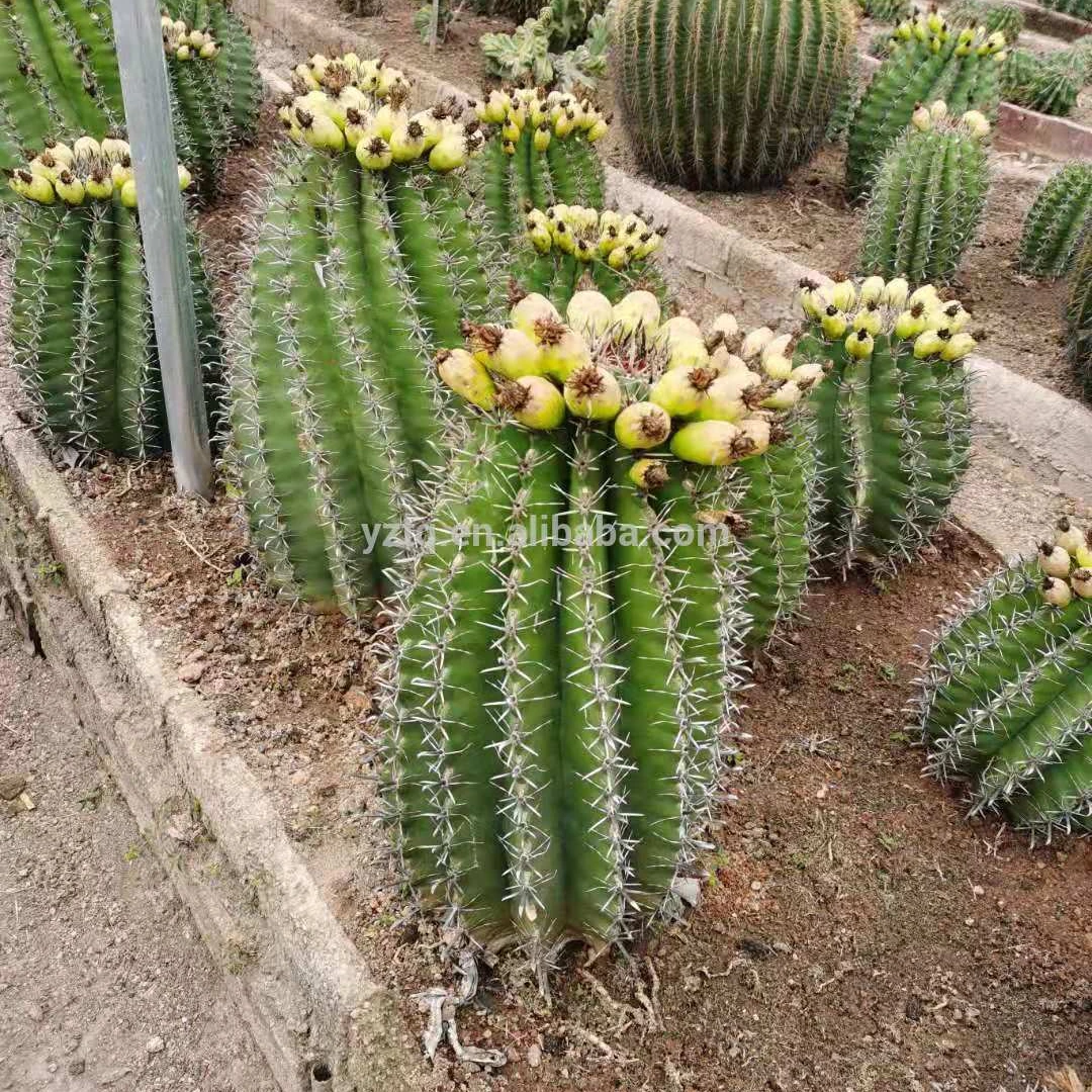 
Wholesale Woody Plants live cactus Hot sale big size woody plant live cactus indoor home office decoration plants online cacti 