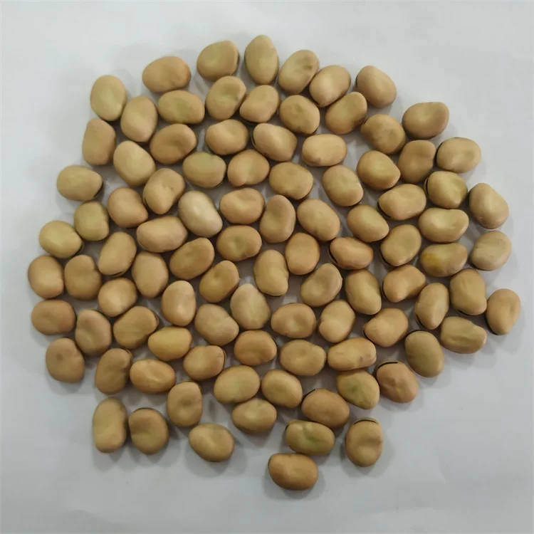 
High Quality Broad Bean Dried Fava Bean For Sale 