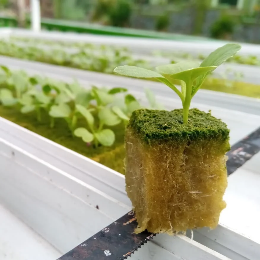 UPuper factory whosale garden grow system cheap cultivation plug seed hydroponic rock wool slabs