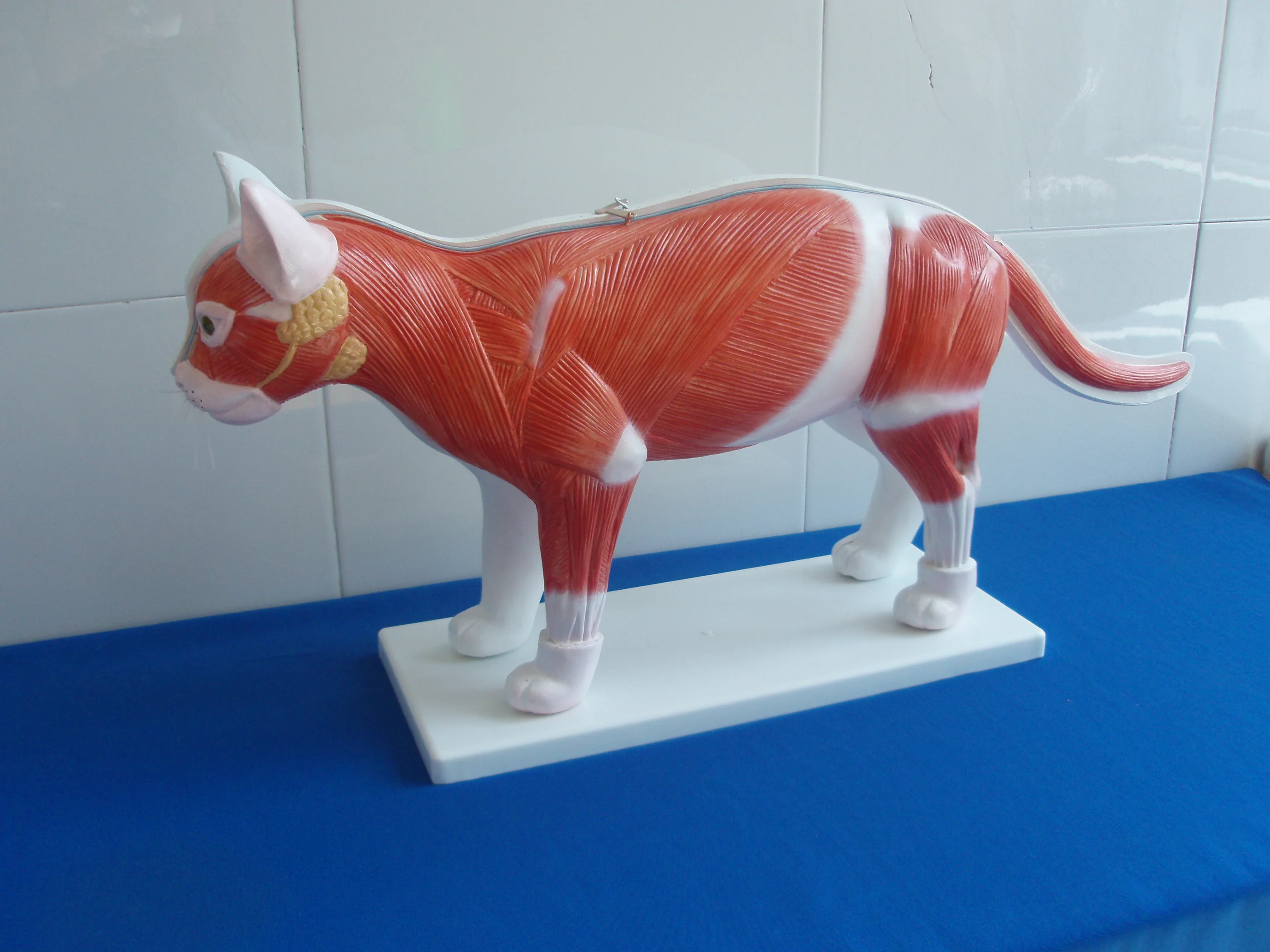 cat anatomical model anatomy models of animals