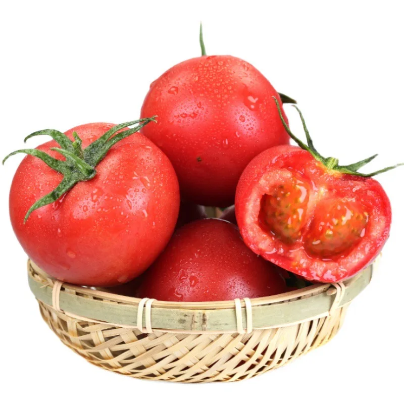 Zhejiang tomato