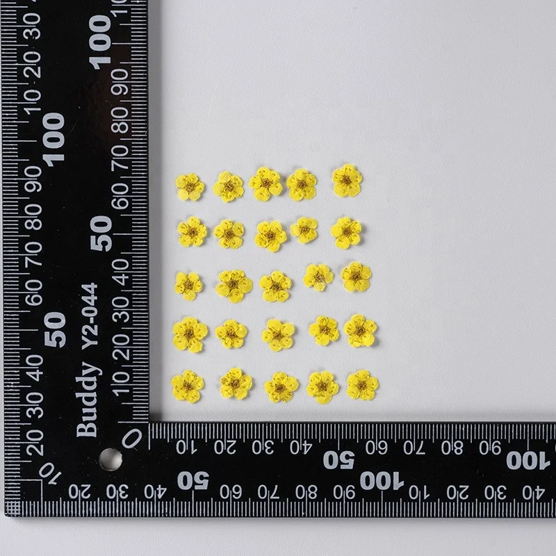 wholesale DIY material dry flower pressed Sorbaria sorbifoli flowers for resin Bookmark Jewelry and mobile phone case decoration