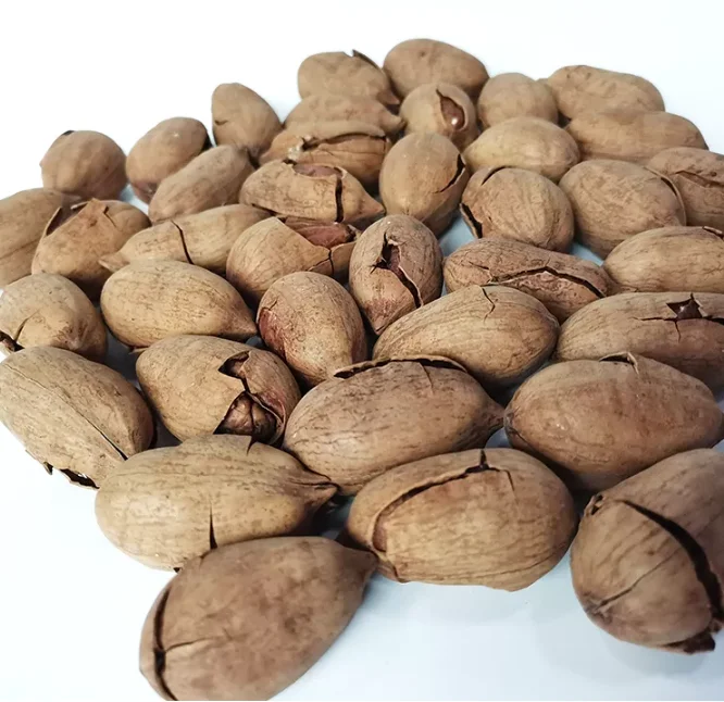 High Quality Fresh Peeled From Peru Pecan nuts Pecana