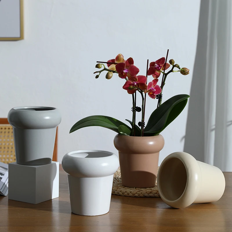 Кактус Орхидея для сада