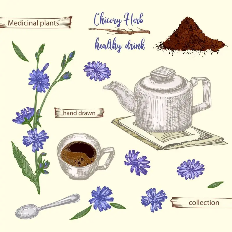 Best Seller Natural Herbal Root Powder Extract Chicory