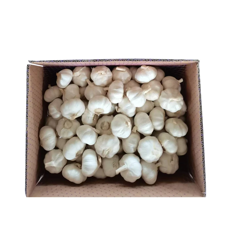 Organic garlic latest crop Chinese garlic ajo chino wholesale garlic price exported to African countries