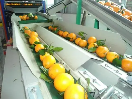 Citrus Juice Processing Line Orange Juice Processing Equipment Lemon Production Plant Silver Customized Provided PLC Cleaning