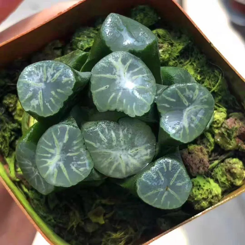 
Natural rare hotsellings Mini Succulent Haworthia maughanii 