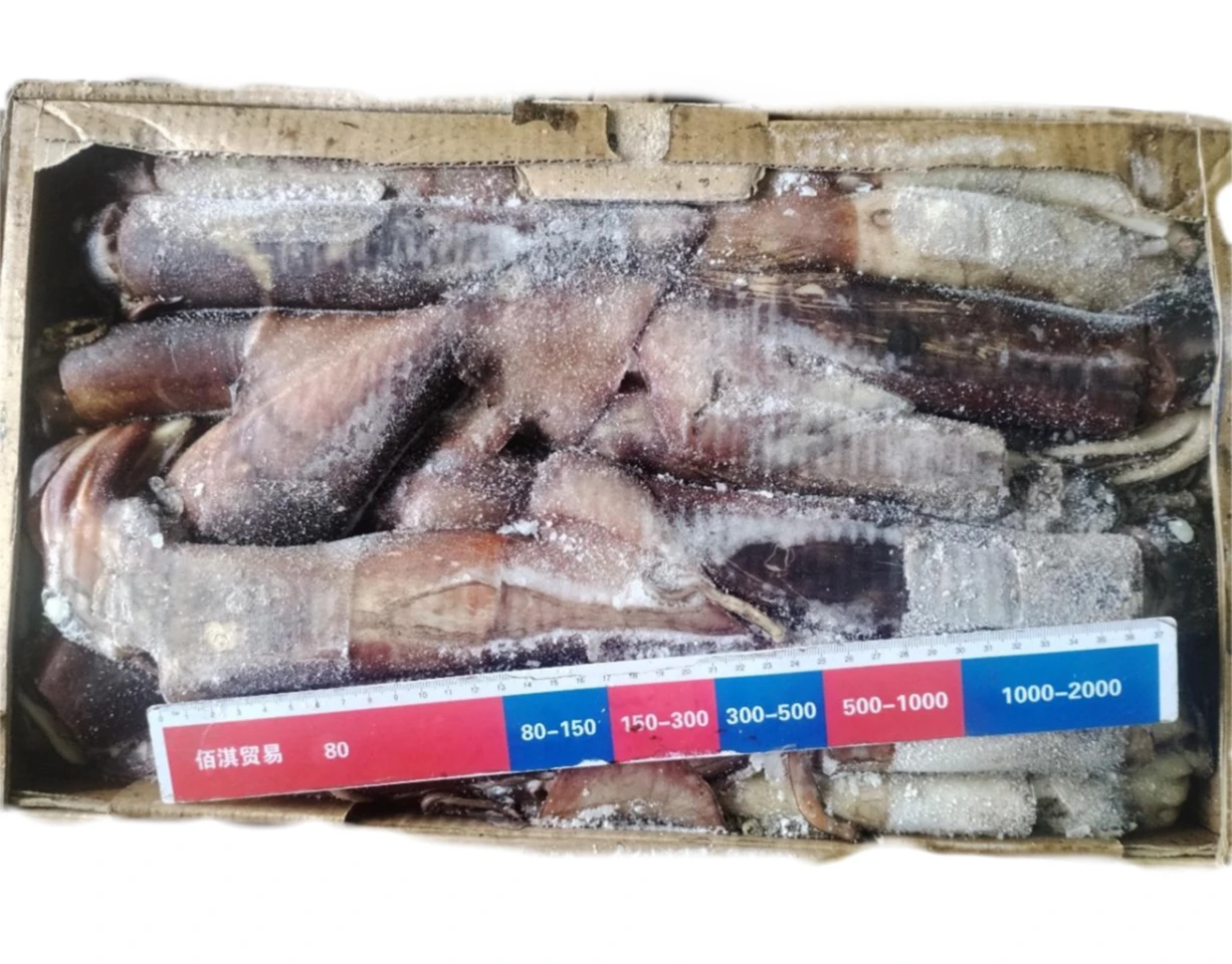 Frozen Squid Fishing Bait Whole Round Frozen Indian Squid for Market