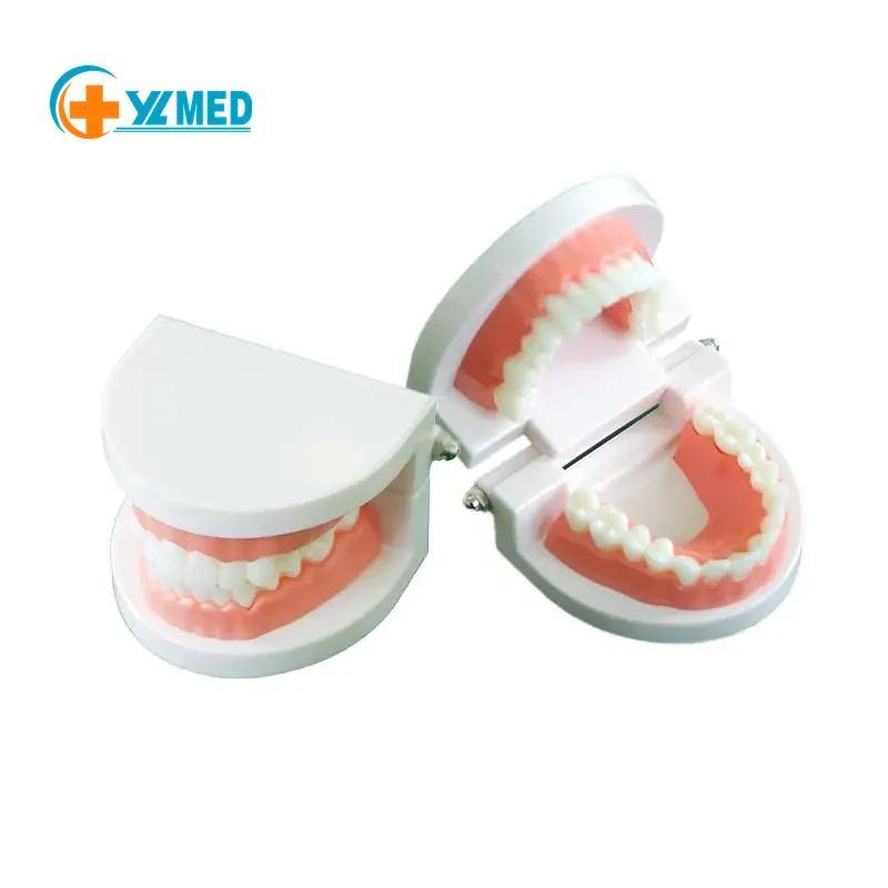 Медицинская научная стандартная обучающая модель зубов, детская практичная чистка зубов, модель зубов и полости рта