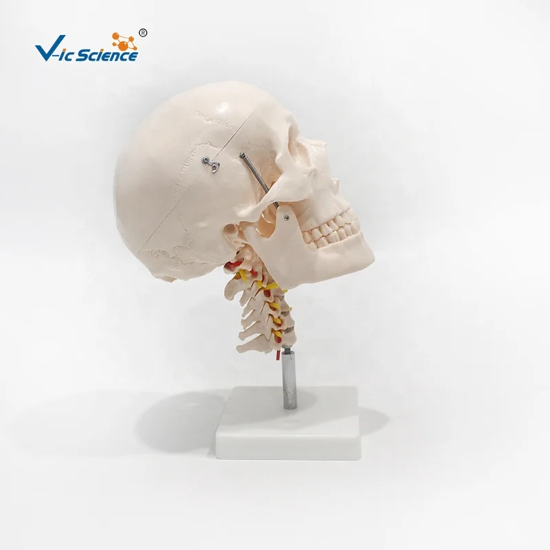 Череп с 8 частями мозга и шейного отдела головы шеи Анатомия человеческого черепа модель