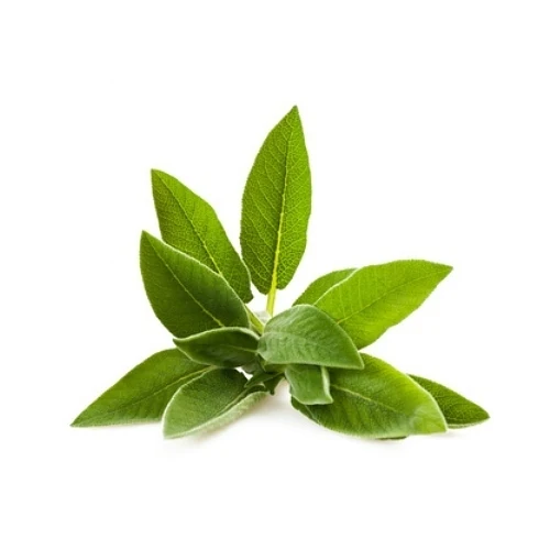 Manufacturer Supply Sage Leaf Extract / Salvia Officinalis Powder/10: 1