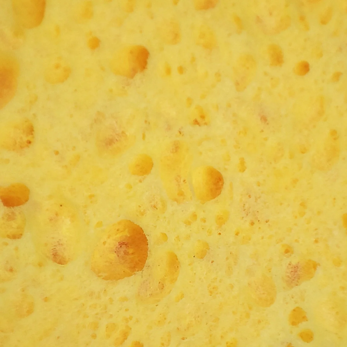 
biodegradable compressed cellulose sponge for bacterial culture 