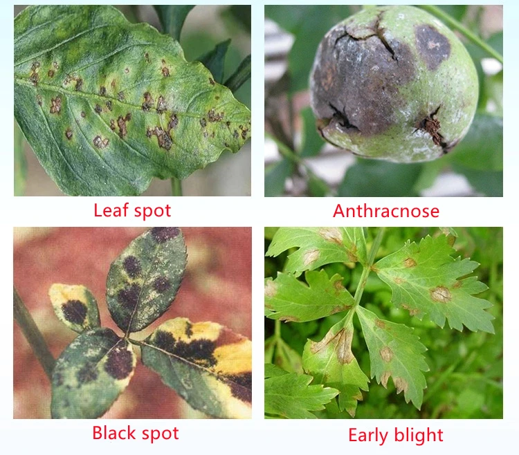 Agricultural organophosphorus  fungicide zineb 80% WP