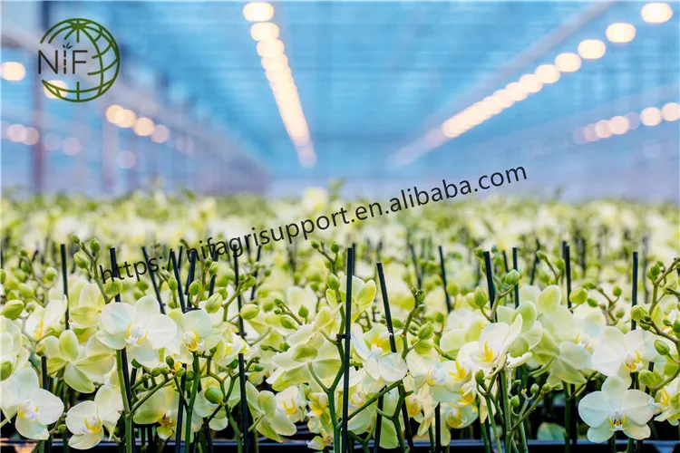 NIF Custom Size Colored Painted Bamboo Plant Support Garden Stakes for Flower