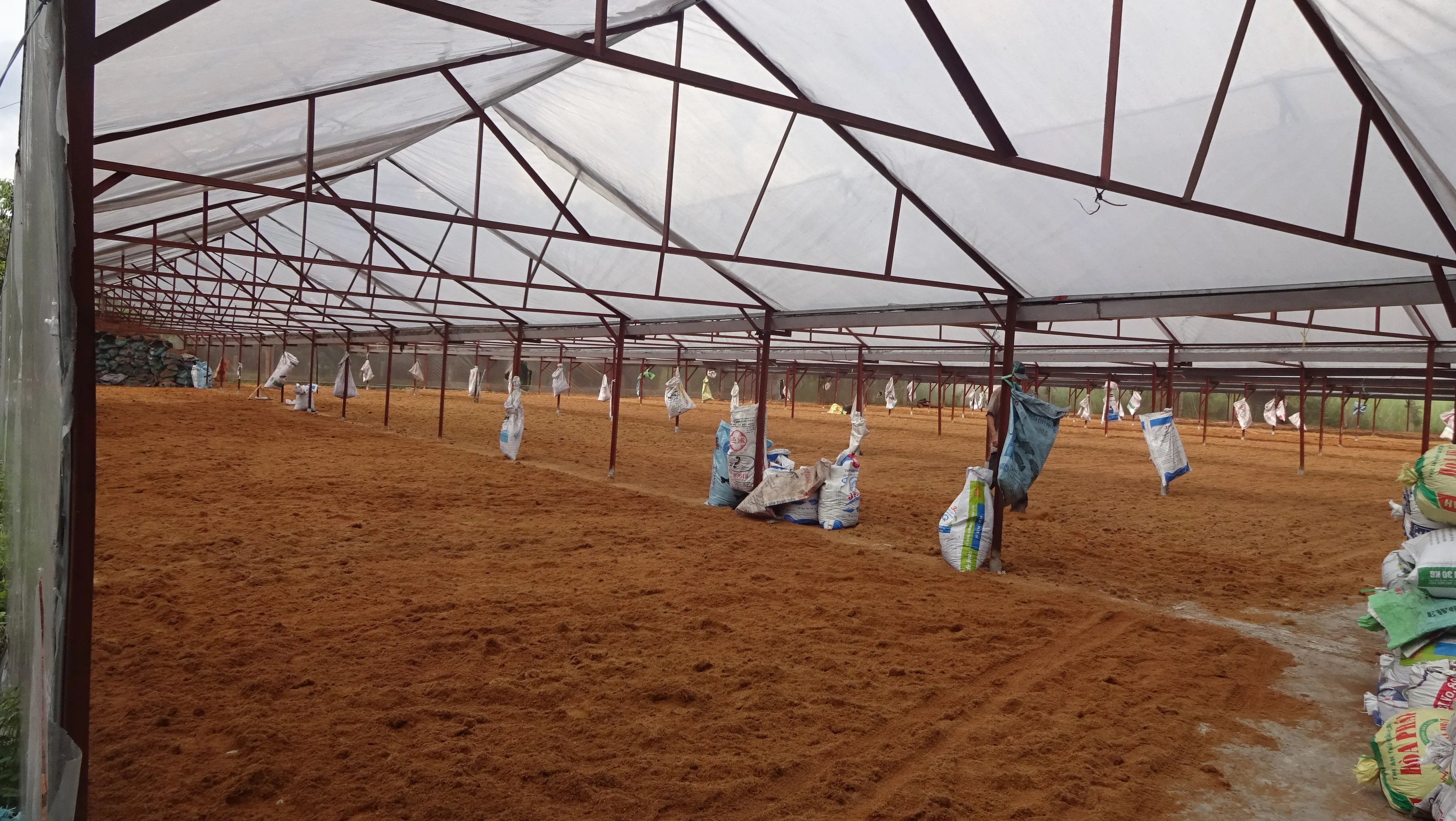 TOP SELLING NURSERY SEED FOR HYDROPONICS AGRICULTURE PERFECT CHOICE OF FARMER IS COCOPEAT COIR BLOCK WITH NUTRIENT AND QUALITY