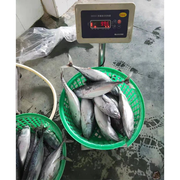 Новое поступление, Лидер продаж, оптовая цена, хорошее качество, замороженная круглая Бонито для консервов