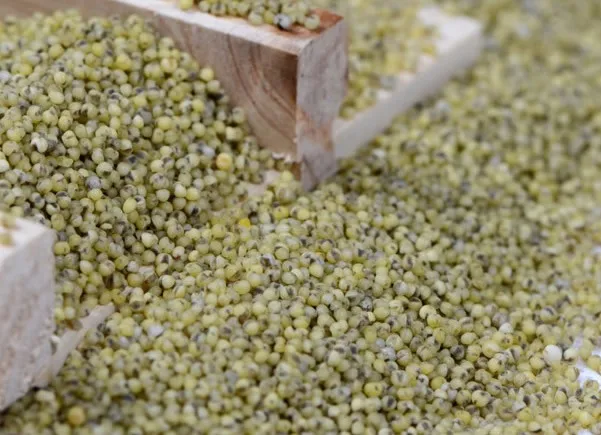 Wholesale Dried Hulled And Unhulled Green Millet Bajra Green Millet