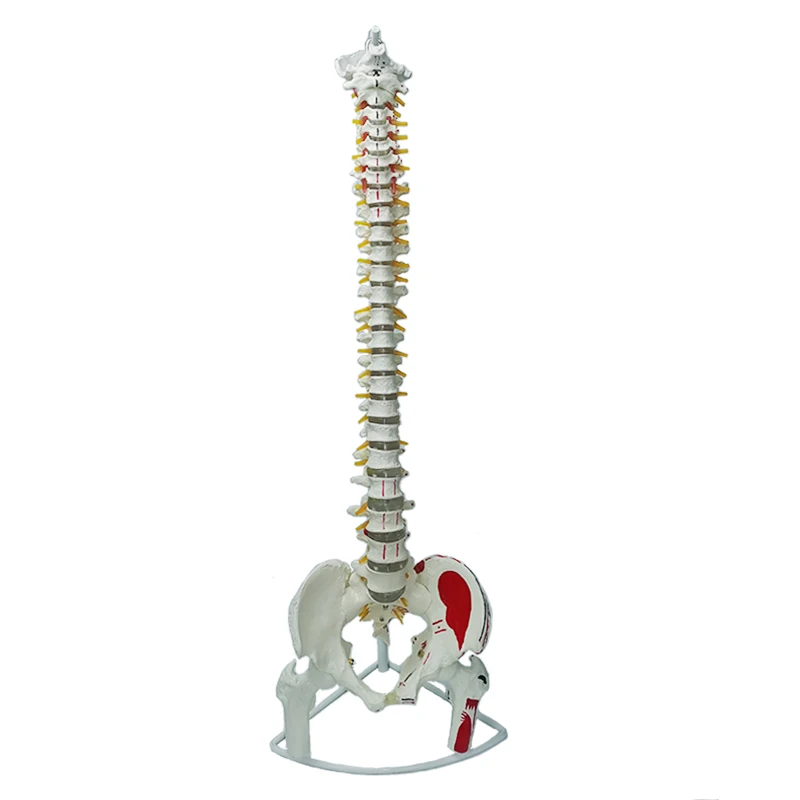 high-quality Human bone anatomy model adult spine teaching With neurovascular and muscle start and end points
