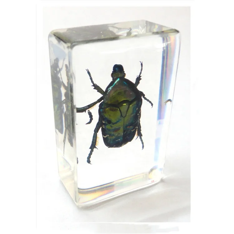 Real Insect Real Bugs Green Chafer Beetle Man Made Resin Paperweight Resin Specimen Educational Equipment for Kids
