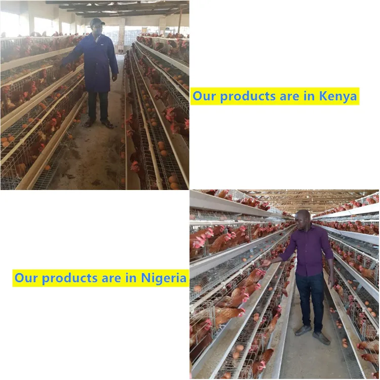 
Poultry Battery Chicken Cages For Layers For Farms In Ghana 