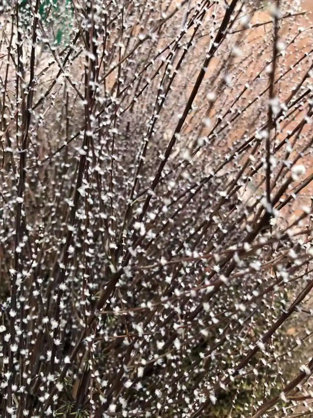 dried natural snow grass flower,natural tree twig for home decoration and floral arrangement