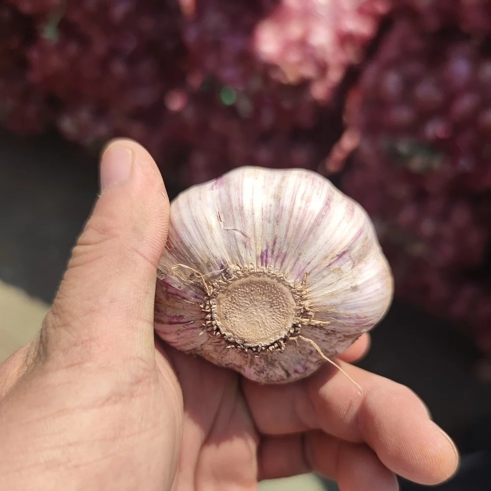 Garlic Chinese fresh pure white garlic for wholesale fresh vegetables in 20kg mesh bags/cartons factory price fresh white garlic