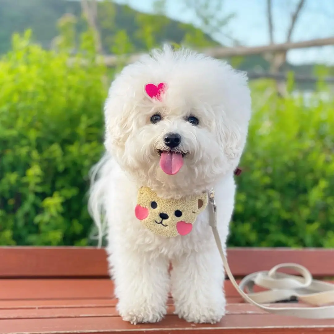 Hot Selling Luxury Pet Bandana Cute Bear Scarf Sweet Cat Bib Pet Apparel Accessories Cozy Dog Clothes For Trip Photograph