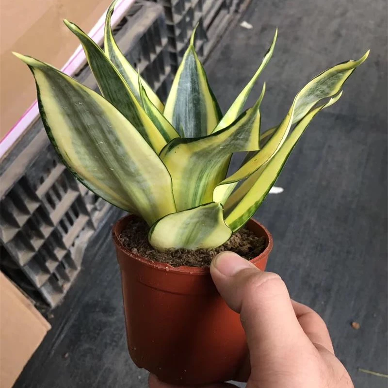 Best selling bonsai artificial snake plant sansevieria Indoor potted plants