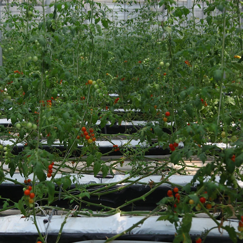 Supply Durable Greenhouse Drip Irrigation Hydroponic System