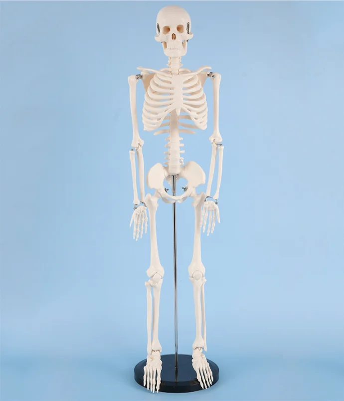Human Skeleton Model Medical anatomy model human skeleton